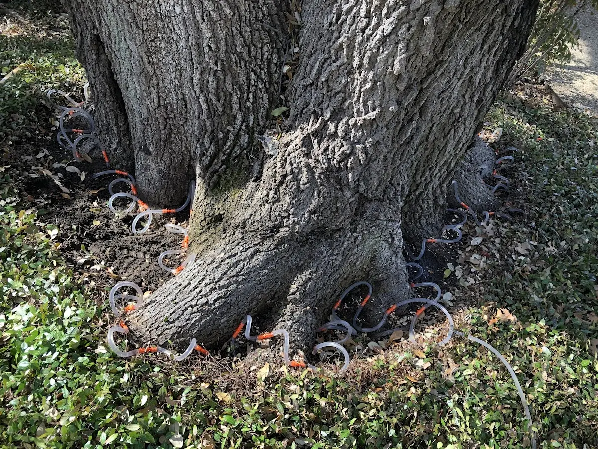Detailed Tree Cabling and Bracing job site in Millboro